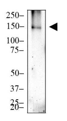 Western Blot: CRISPR-Cas9 Antibody (6G12) - C-terminus - Azide and BSA Free [NBP2-80680] - Whole cell protein from 293T cells transfected with Cas9-Flag (~150 kDa) was separated on a 7.5% gel by SDS-PAGE, transferred to PVDF membrane and blocked in 5% non-fat milk in TBST. The membrane was probed with 2 ug/mL anti-Cas9 (6G12) in 1% milk, and detected with an anti-mouse HRP secondary antibody using chemiluminescence. Image from the standard format of this antibody.