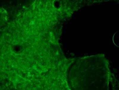 CRISPR-Cas9 Antibody (7A9-3A3) - N-Terminus - Azide and BSA Free