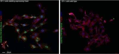 Immunocytochemistry/Immunofluorescence: CRISPR-Cas9 Antibody (7A9-3A3) - N-Terminus [NBP2-36440] - DF-1 stable cell line (chicken fibroblast) expressing Cas9 (left )or wildtype DF-1 cells (right) stained with Cas9 antibody NBP2-36440 and phalloidin and DAPI to visualise F-actin and DNA respectively. Cells fixed with 4% PFA. Antibody at 1:500 overnight at 4C. ICC/IF image submitted by a verified customer review.