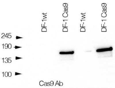 Western Blot: CRISPR-Cas9 Antibody (7A9-3A3) - N-Terminus [NBP2-36440] - Chicken fibroblasts DF-1 cells stably expressing Cas9 in lanes 2 and 4, wild type fibroblasts in lanes 1 and 3 blot, probed with Cas9 antibody. WB image submitted by a verified customer review.