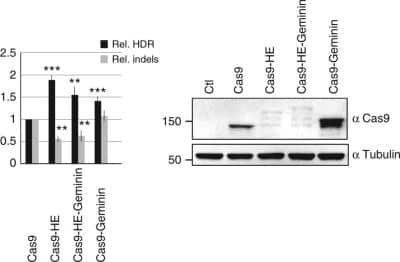 Western Blot: CRISPR-Cas9 Antibody (7A9-3A3) - N-Terminus [NBP2-36440] - Human HEK293 cells were transfected with the indicated CRISPR-Cas9 plasmids, T2 guide RNA, and GFP transgene donor with homology arms to the AAVS1 targeted locus. HDR-mediated transgene integration was measured by FACS analysis of GFP-positive cells, resulting from targeted GFP transgene integration. Indels at the cleavage site were measured by the T7E1 assay. Asterisks indicate that the difference is statistically significant when comparing Cas9-HE, Cas9-HE-Geminin, and Cas9-Geminin to CRISPR-Cas9 in t-test (*P<0.05 or **P<0.005). Relative expression levels of and other fusions were analyzed by western blot with CRISPR-Cas9 and control anti-tubulin antibodies. Protein extracts were obtained with lysis buffer containing 150 mM NaCl. Image collected and cropped by CiteAb from the following publication (//www.nature.com/articles/s41467-018-03475-7) licensed under a CC-BY license.