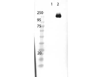 Western Blot: CRISPR-Cas9 Antibody [NBP2-52718] - Lane 1: 293T non transfected cell lysate. Lane 2: 293T Cas9 over expressed cell lysate. Load: 15ug per lane. Primary Antibody cas9 used at 1ug/mL overnight at 4C. Secondary Antibody: goat anti-rabbit HRP at 1:40,000 for 30 min at room temp. Expected theoretical molecular weight: 158 kDa.