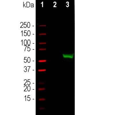 Western Blot: CRISPR-Cas9 Antibody [NBP3-05547] - Western blot analysis of HEK293 cell lysates using chicken pAb to CRISPR-Cas9 [1] protein standard (red), [2] non-transfected cells and [3] transfected cells with GFP-CRISPR-Cas9 (C-terminal 803-1053 amino acids of CRISPR-Cas9) fusion construct. The band at about 53kDa corresponds to the GFP-CAS9 fusion protein.