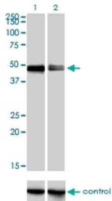 Western Blot: CRLF1 Antibody (4F4) [H00009244-M01] - Analysis of CRLF1 over-expressed 293 cell line, cotransfected with CRLF1 Validated Chimera RNAi ( Cat # H00009244-R01V ) (Lane 2) or non-transfected control (Lane 1). Blot probed with CRLF1 monoclonal antibody (M01), clone 4F4 (Cat # H00009244-M01 ). GAPDH ( 36.1 kDa ) used as specificity and loading control.