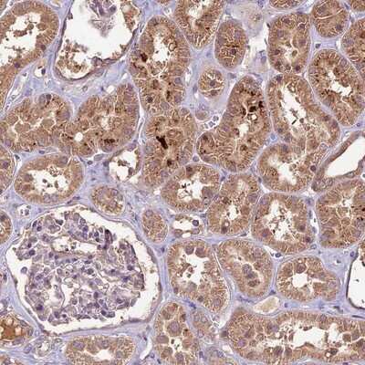 Immunohistochemistry-Paraffin: CRLF1 Antibody [NBP1-85605] - Staining of human kidney shows moderate cytoplasmic positivity in tubules.