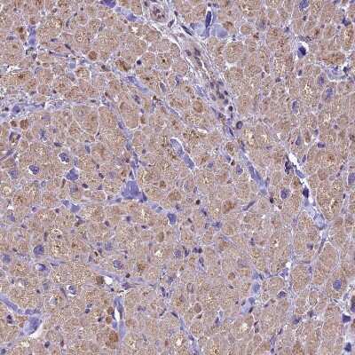 Immunohistochemistry-Paraffin: CRLF1 Antibody [NBP1-85606] - Staining of human heart muscle shows moderate cytoplasmic positivity in cardiomyocytes.