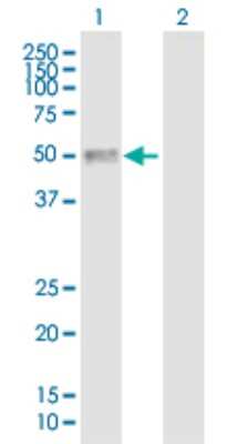 Western Blot: CRLF1 Antibody [H00009244-B01P] - Analysis of CRLF1 expression in transfected 293T cell line by CRLF1 polyclonal antibody.  Lane 1: CRLF1 transfected lysate(46.42 KDa). Lane 2: Non-transfected lysate.