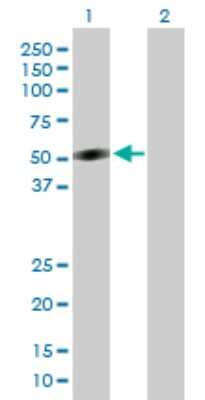 Western Blot: CRLF1 Antibody [H00009244-D01P] - Analysis of CRLF1 expression in transfected 293T cell line by CRLF1 polyclonal antibody.Lane 1: CRLF1 transfected lysate(46.30 KDa).Lane 2: Non-transfected lysate.