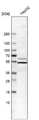 Western Blot: CRLF1 Antibody [NBP1-85606] - Analysis in human cell line HepG2.