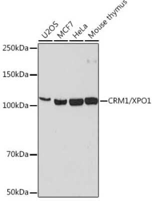 Western Blot CRM1 Antibody (1J0L10)