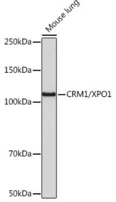 Western Blot: CRM1 Antibody (1J0L10) [NBP3-15823] - Western blot analysis of extracts of mouse lung, using CRM1 antibody (NBP3-15823) at 1:1000 dilution. Secondary antibody: HRP Goat Anti-Rabbit IgG (H+L) at 1:10000 dilution. Lysates/proteins: 25ug per lane. Blocking buffer: 3% nonfat dry milk in TBST. Detection: ECL Basic Kit. Exposure time: 3min.