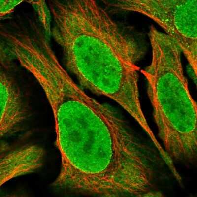 Immunocytochemistry/Immunofluorescence: CRM1 Antibody [NBP2-33381] - Staining of human cell line U-2 OS shows localization to nucleus, nuclear membrane, cytosol & vesicles. Antibody staining is shown in green.