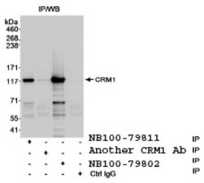 Immunoprecipitation: CRM1 Antibody [NB100-79811] - Detection of CRM1 (Exportin 1) by Immunoprecipitation. Samples: Whole cell lysate (1 mg/IP; 1/4 of reaction loaded/lane) from HeLa cells. Antibodies: Affinity purified rabbit anti-CRM1 antibody BL1956 (Cat. No. NB100-79811) used at 3 mcg/mg lysate for IP.