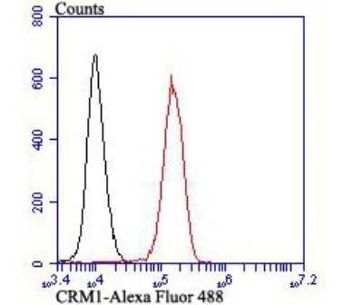 Flow Cytometry: CRM1 Antibody (JB35-22) [NBP2-75448] - Analysis of K562 cells with CRM1 antibody at 1/100 dilution (red) compared with an unlabelled control (cells without incubation with primary antibody; black). Alexa Fluor 488-conjugated goat anti rabbit IgG was used as the secondary antibody.