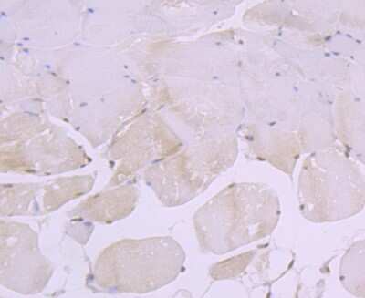 Immunohistochemistry-Paraffin: CRM1 Antibody (JB35-22) [NBP2-75448] - Analysis of paraffin-embedded mouse skeletal muscle tissue using anti-CRM1 antibody. Counter stained with hematoxylin.