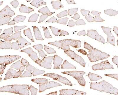 Immunohistochemistry-Paraffin: CRM1 Antibody (JB35-22) [NBP2-75448] - Analysis of paraffin-embedded mouse skeletal muscle tissue with Rabbit anti-CRM1 antibody washed with ddH2O and PBS, and then probed with the primary antibody  at 1/100 dilution for 1 hour at room temperature. The detection was performed using an HRP conjugated compact polymer system. DAB was used as the chromogen. Tissues were counterstained with hematoxylin and mounted with DPX.