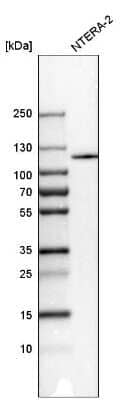 Western Blot CRM1 Antibody