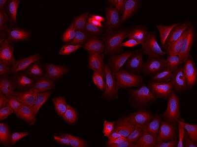 Immunocytochemistry/Immunofluorescence: CRMP2 Antibody [NBP2-97750] - Immunofluorescence staining of CRMP2 in U2OS cells. Cells were fixed with 4% PFA, permeabilzed with 0.1% Triton X-100 in PBS, blocked with 10% serum, and incubated with rabbit anti-Human CRMP2 polyclonal antibody (dilution ratio 1:200) at 4C overnight. Then cells were stained with the Alexa Fluor(R)594-conjugated Goat Anti-rabbit IgG secondary antibody (red) and counterstained with DAPI (blue).Positive staining was localized to Cytoplasm.