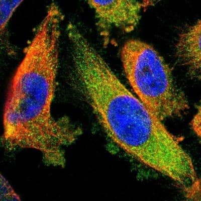 Immunocytochemistry/Immunofluorescence: CRMP4 Antibody [NBP1-85447] - Staining of human cell line U-251 MG shows localization to cytosol. Antibody staining is shown in green.