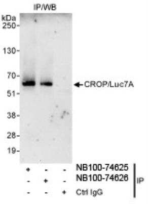 Western Blot: CROP Antibody [NB100-74625] - Whole cell lysate (1 mg for IP, 20% of IP loaded) from HeLa cells.  Affinity purified rabbit anti-CROP/Luc7A antibody NB100-74625 used for IP at 3 mcg/mg lysate. CROP/Luc7A was also immunoprecipitated by rabbit anti-CROP/Luc7A antibody NB100-74626, which recognizes a downstream epitope.