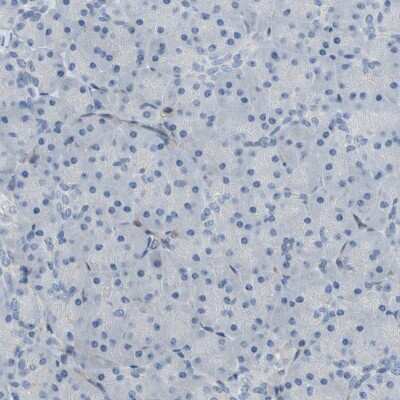 Immunohistochemistry-Paraffin: CRTAC1 Antibody [NBP1-88864] - Staining of human pancreas shows low expression as expected.