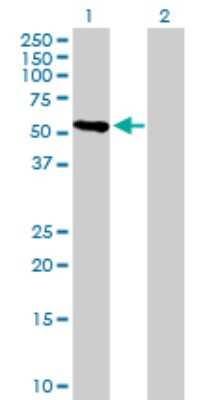 Western Blot: CRTAC1 Antibody [H00055118-B01P] - Analysis of CRTAC1 expression in transfected 293T cell line by CRTAC1 polyclonal antibody.  Lane 1: CRTAC1 transfected lysate(49.61 KDa). Lane 2: Non-transfected lysate.