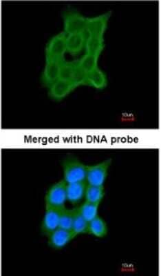 Immunocytochemistry/Immunofluorescence: CRTAP Antibody [NBP1-32884] - Paraformaldehyde-fixed A431, using antibody at 1:200 dilution.