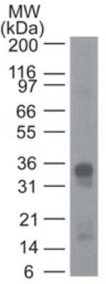Western Blot: CRTH-2/GPR44 Antibody (54N1H4) - Azide and BSA Free [NBP2-80681] - Analysis of recombinant GPR44 (CRTH2) probed with GPR44 antibody at 1 ug/ml. Goat anti-mouse Ig HRP secondary antibody and PicoTect ECL substrate solution were used for this test. Image from the standard format of this antibody.