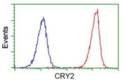 Flow Cytometry: CRY2 Antibody (OTI1H5) - Azide and BSA Free [NBP2-70449] - Analysis of Jurkat cells, using anti-CRY2 antibody, (Red), compared to a nonspecific negative control antibody (Blue).