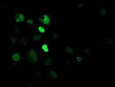 Immunocytochemistry/Immunofluorescence: CRY2 Antibody (OTI1H5) - Azide and BSA Free [NBP2-70449] - Staining of COS7 cells transiently transfected by pCMV6-ENTRY CRY2.