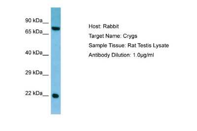 Western Blot: CRYGS Antibody [NBP1-98419] - Antibody Dilution: 1.0ug/ml Sample Tissue: Rat Testis.