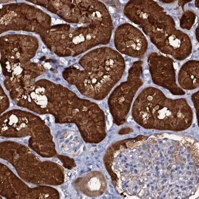 Immunohistochemistry-Paraffin: CRYL1 Antibody [NBP1-93718] - Staining of human kidney shows high expression.