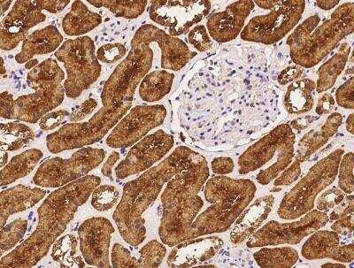 Immunohistochemistry-Paraffin: CRYL1 Antibody [NBP3-06603] - Staining of human CRYL1 in human kidney with rabbit polyclonal antibody at 1:500 dilution.