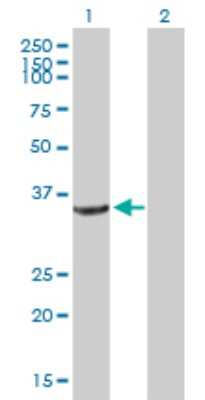 Western Blot: CRYZ Antibody [H00001429-B01P] - Analysis of CRYZ expression in transfected 293T cell line by CRYZ polyclonal antibody.  Lane1:CRYZ transfected lysate(36.19 KDa). Lane2:Non-transfected lysate.