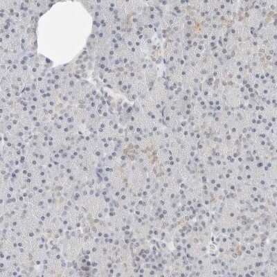 Immunohistochemistry-Paraffin: CSAP Antibody [NBP1-83446] - Staining of human pancreas shows low expression as expected.