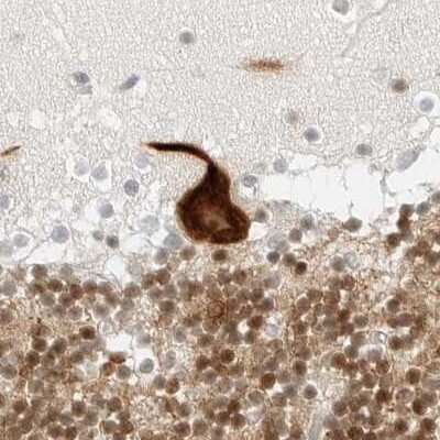 Immunohistochemistry-Paraffin: CSAP Antibody [NBP1-83446] - Staining of human cerebellum.