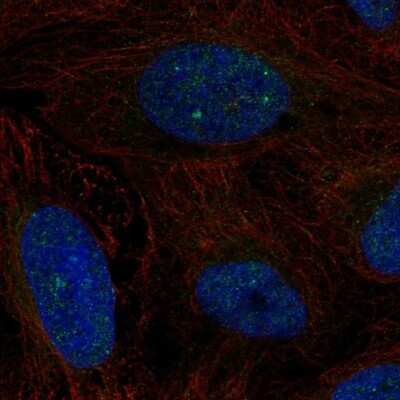 Immunocytochemistry/Immunofluorescence: CSB Antibody [NBP2-68917] - Staining of human cell line U-2 OS shows localization to nucleoplasm & nuclear bodies. Antibody staining is shown in green.