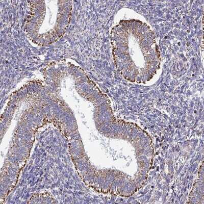 Immunohistochemistry-Paraffin: CSDE1 Antibody [NBP2-38665] - Staining of human endometrium shows strong granular positivity in cytoplasm in glandular cells.