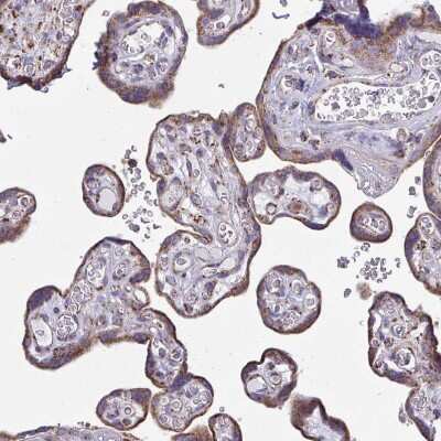 Immunohistochemistry-Paraffin: CSDE1 Antibody [NBP2-38665] - Staining of human placenta shows moderate granular positivity in cytoplasm in trophoblastic cells.