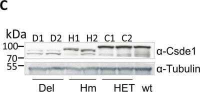 <b>Genetic Strategies Validation. </b>Knockdown Validated: CSDE1 Antibody [NBP1-71915] - Deletion of the 1st cold shock domain of Csde1 using Crispr/Cas9. Western blot stained for Csde1 and tubulin as loading control. The membrane was cut between Csde1 and tubulin and staining performed on each separately. D1 (2.1) and D2 (2.14) represent out-of-frame deletions (Del), H1 (2.121) and H2 (2.123) in-frame deletions of the 1st cold shock domain (Hm). HET are control clones that harbor 1 deleted (out-of-frame) allele and 1 wt allele. Raw image scans are available as Supplementary Figure S6. Image collected and cropped by CiteAb from the following publication (nature.com/articles/s41598-018-20518-7), licensed under a CC-BY license.