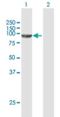 Western Blot: CSDE1 Antibody [H00007812-B01P] - Analysis of CSDE1 expression in transfected 293T cell line by CSDE1 polyclonal antibody.  Lane 1: CSDE1 transfected lysate(84.37 KDa). Lane 2: Non-transfected lysate.