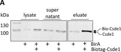 Western Blot: CSDE1 Antibody [NBP1-71915] - Purification of Csde1 containing RNP complexes. MEL cells expressing BirA, or expressing BirA plus biotag-Csde1 were lysed, and incubated with streptavidin beads. Supernatant and beads were collected, beads were washed and eluted. Western blot with fractions was stained with anti-Csde1 antibody. Size markers are indicated in kDa. The positions of endogenous and biotagged Csde1 are indicated. A single empty lane has been cropped. The uncropped image is available as Supplementary Figure S5. Image collected and cropped by CiteAb from the following publication (nature.com/articles/s41598-018-20518-7), licensed under a CC-BY license.