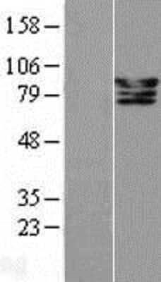 Western Blot: CSDE1 Overexpression Lysate (Adult Normal) [NBL1-09511] Left-Empty vector transfected control cell lysate (HEK293 cell lysate); Right -Over-expression Lysate for CSDE1.