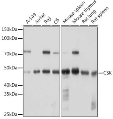 Western Blot: CSK Antibody (1A2F5) [NBP3-15297] - Western blot analysis of extracts of various cell lines, using CSK Rabbit mAb (NBP3-15297) at 1:1000 dilution. Secondary antibody: HRP Goat Anti-Rabbit IgG (H+L) at 1:10000 dilution. Lysates/proteins: 25ug per lane. Blocking buffer: 3% nonfat dry milk in TBST. Detection: ECL Basic Kit. Exposure time: 30s.