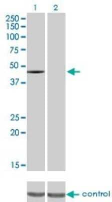 Western Blot: CSK Antibody (3A3) [H00001445-M01] - Analysis of CSK over-expressed 293 cell line, cotransfected with CSK Validated Chimera RNAi ( Cat # H00001445-R01V ) (Lane 2) or non-transfected control (Lane 1). Blot probed with CSK monoclonal antibody (M01) clone 3A3 (Cat # H00001445-M01 ). GAPDH ( 36.1 kDa ) used as specificity and loading control.