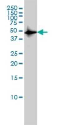 Western Blot: CSK Antibody (3A3) [H00001445-M01] - CSK monoclonal antibody (M01), clone 3A3 Analysis of CSK expression in HL-60.