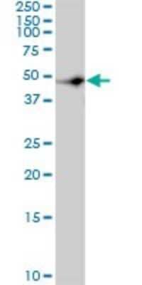 Western Blot: CSK Antibody (3A3) [H00001445-M01] - CSK monoclonal antibody (M01), clone 3A3. Analysis of CSK expression in Hela S3 NE.