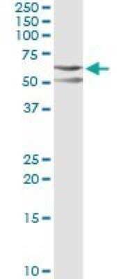 Western Blot: CSK Antibody (3A3) [H00001445-M01] - Analysis of CSK transfected lysate using anti-CSK monoclonal antibody and Protein A Magnetic Bead, and immunoblotted with CSK MaxPab rabbit polyclonal antibody.