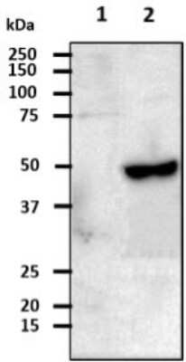 Western Blot: CSK Antibody (7C6) [NBP2-59500] - Lane 1: 293T cell lysates, Lane 2: CSK transfected 293T cell lysates