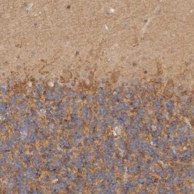 Immunohistochemistry-Paraffin: CSK Antibody [NBP1-85951] - Staining of human cerebellum shows weak to moderate cytoplasmic positivity in Purkinje cells and cells in granular layer.